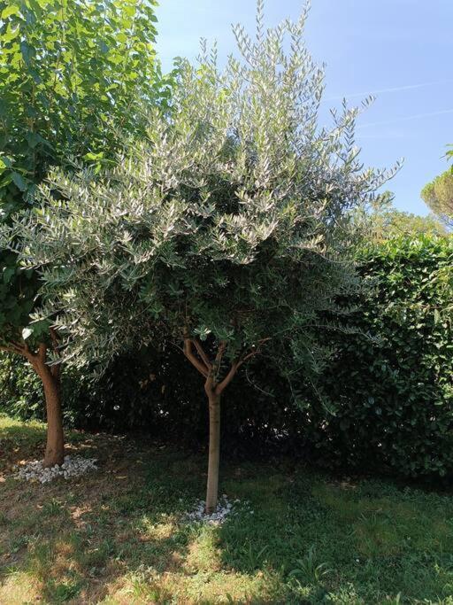 B&B Il Tulipano Como Bagian luar foto