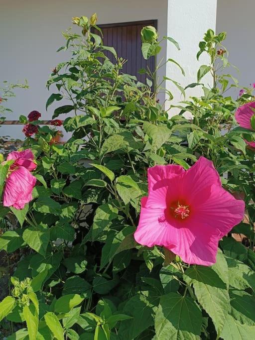 B&B Il Tulipano Como Bagian luar foto