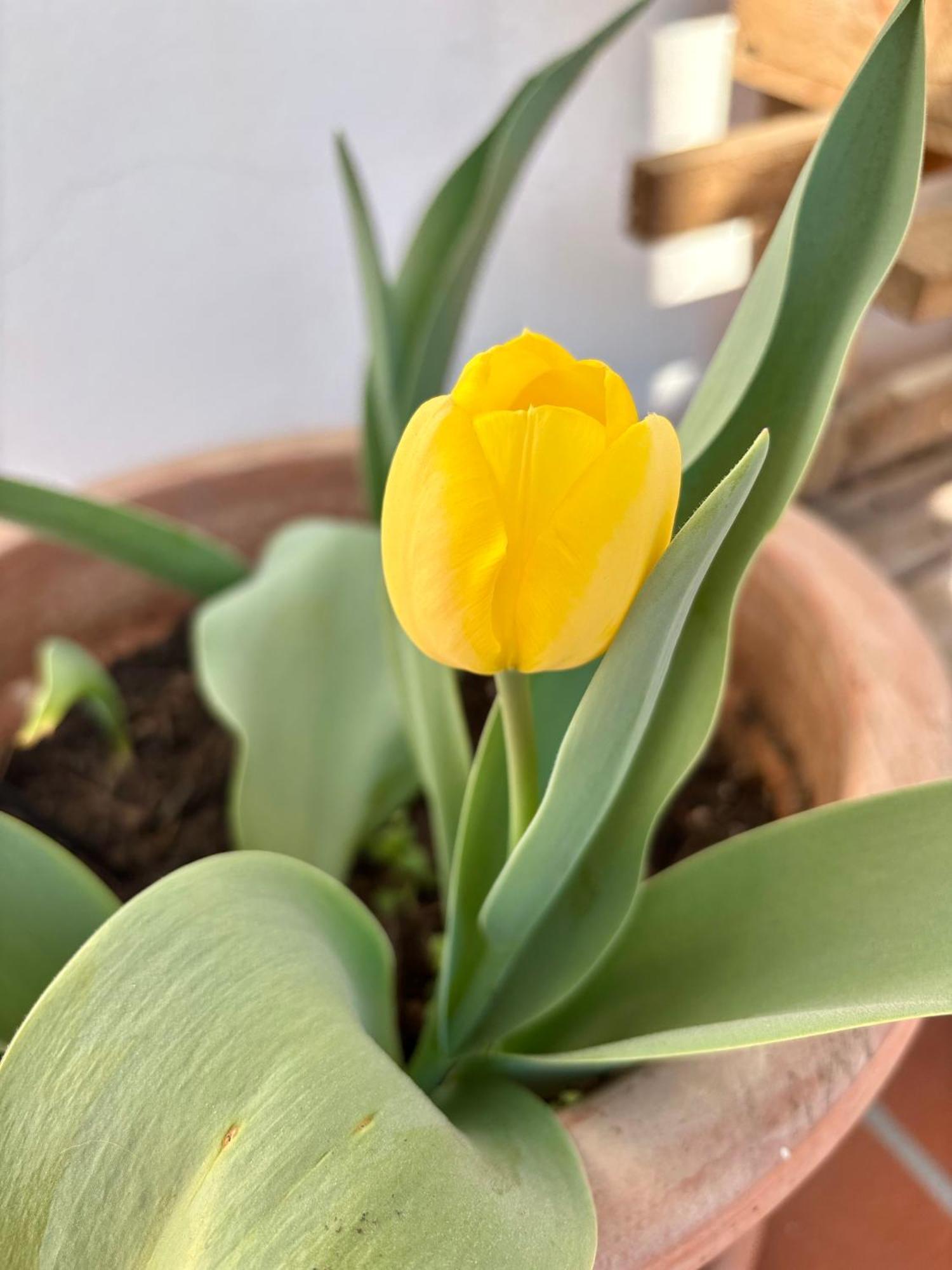 B&B Il Tulipano Como Bagian luar foto